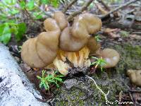 Gyromitra californica image