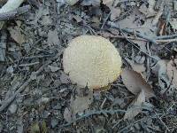 Boletus variipes image