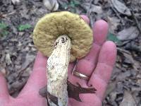Leccinum rugosiceps image