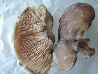 Russula michiganensis image