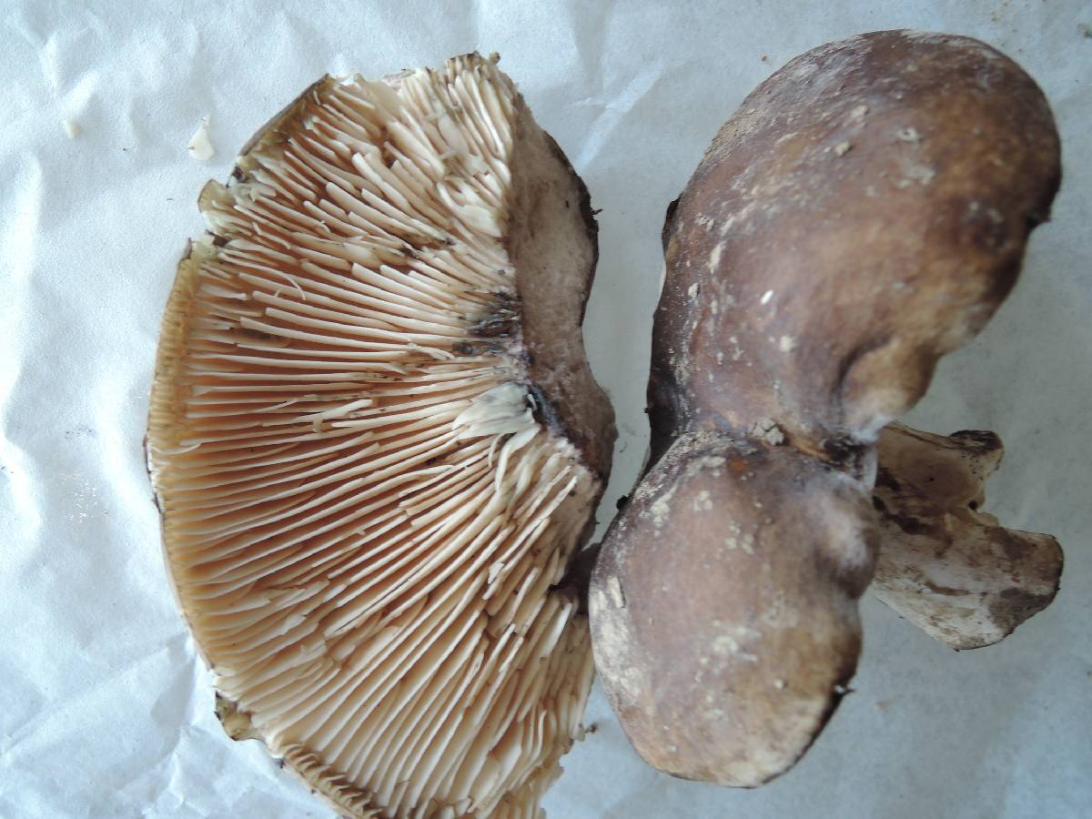 Russula michiganensis image