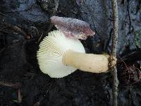 Russula alnetorum image