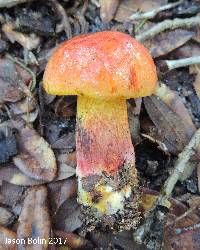 Butyriboletus floridanus image