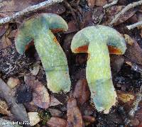 Butyriboletus floridanus image