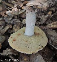 Gyroporus subalbellus image