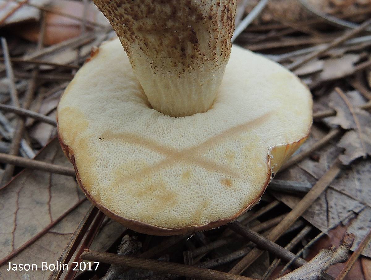 Leccinum chalybaeum image