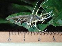 Cordyceps tuberculata image