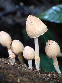 Coprinopsis mexicana image