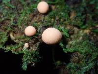 Lycogala epidendrum image