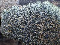 Lecanora muralis image