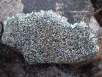 Lecanora muralis image