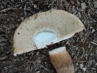 Tylopilus minor image