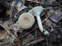 Lactarius cinereus image