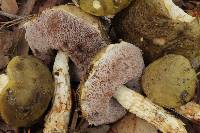 Austroboletus viscidoviridis image