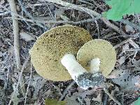 Boletus pallidus image