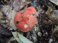 Russula rugulosa image