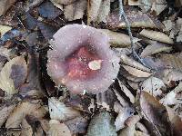 Russula vinosobrunnea image