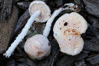 Austroboletus roseialbus image