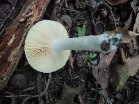 Russula xerampelina var. barlae image