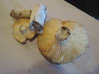 Russula burkei image