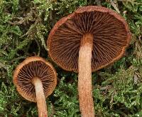 Gymnopilus josserandii image