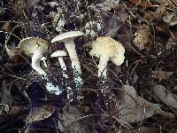 Leucocybe candicans image