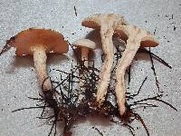 Leucocybe candicans image