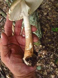 Amanita brunnescens image