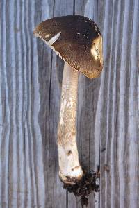 Amanita variicolor image