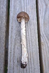 Amanita submaculata image