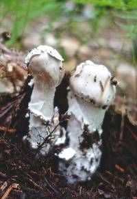 Amanita submaculata image