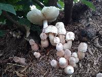 Leucoagaricus americanus image