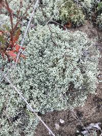 Cladonia mitis image