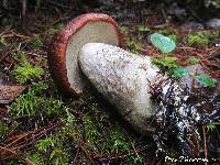 Leccinum manzanitae image