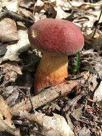 Pulchroboletus sclerotiorum image