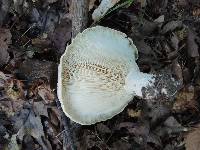 Lactarius acerrimus image