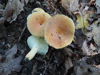 Lactifluus hygrophoroides image