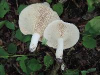 Lactarius vellereus image