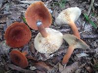 Lactarius volemus image