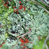 Cladonia didyma image