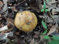 Russula maculata image