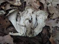 Craterellus foetidus image