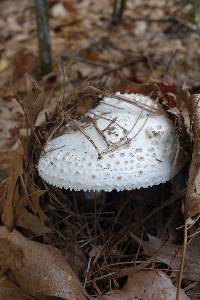 Amanita subcokeri image