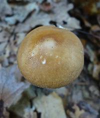 Amanita amerifulva image