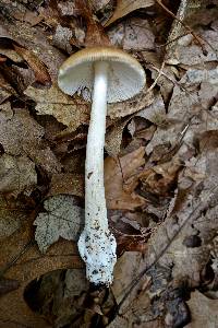 Amanita amerifulva image