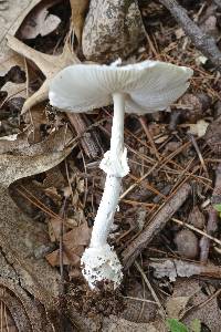 Amanita multisquamosa image