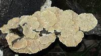 Trametes pubescens image