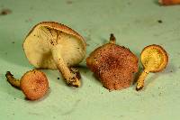 Tricholomopsis rutilans image