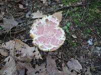 Russula flavisiccans image