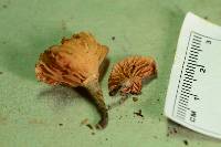 Hemimycena candida image